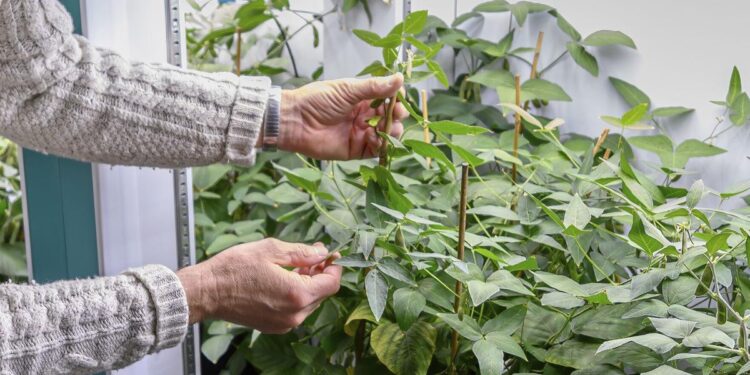 The USAID shutdown is upending livelihoods for nonprofit workers, farmers and other Americans