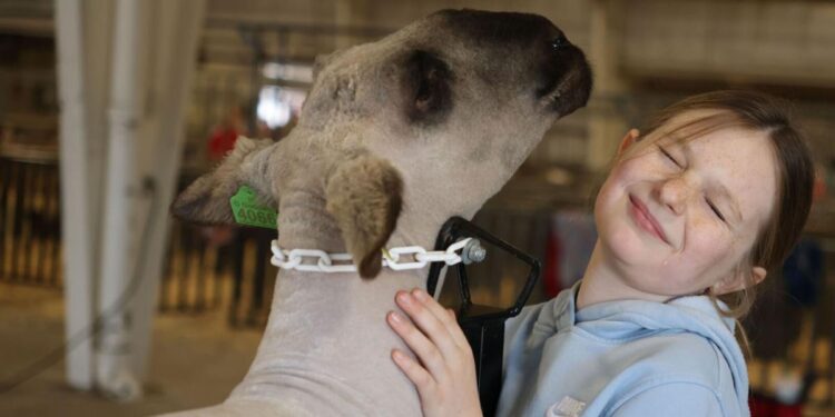 Livestock show offers great 'tails' for tale