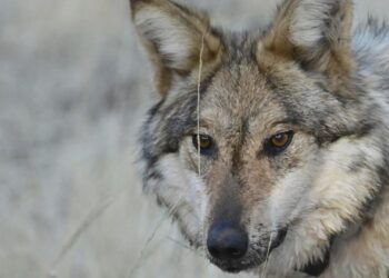Snatched pets and livestock deaths blamed on wolves prompt emergency in rural New Mexico