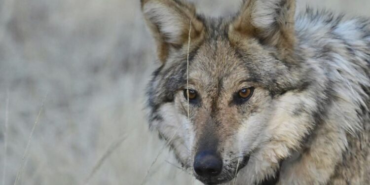 Snatched pets and livestock deaths blamed on wolves prompt emergency in rural New Mexico